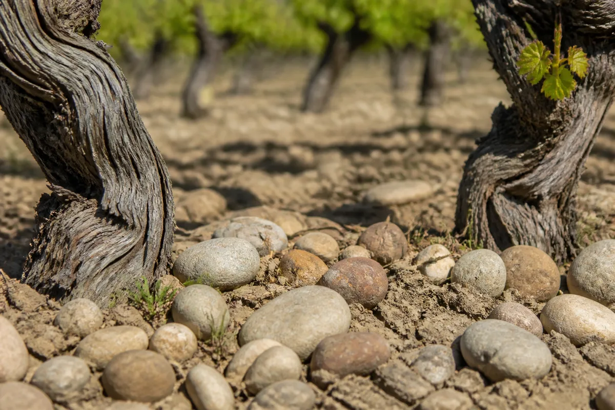 Sol de galets roulés et d&rsquo;argile entre deux ceps de vigne sur une terrasse du Lot