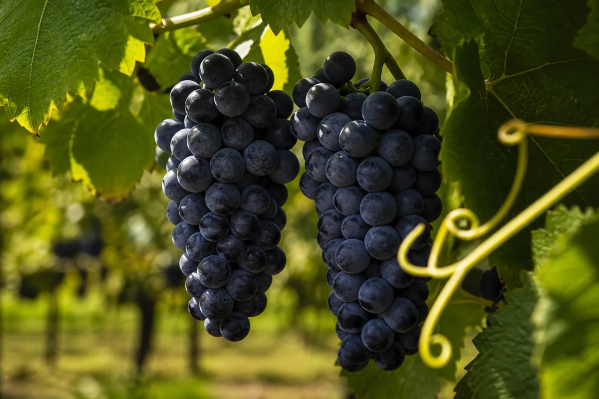 Grappes de raisin noir et feuilles de vigne en gros plan sur un cep
